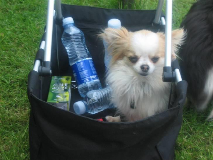 Chihuahua Marco billede 11