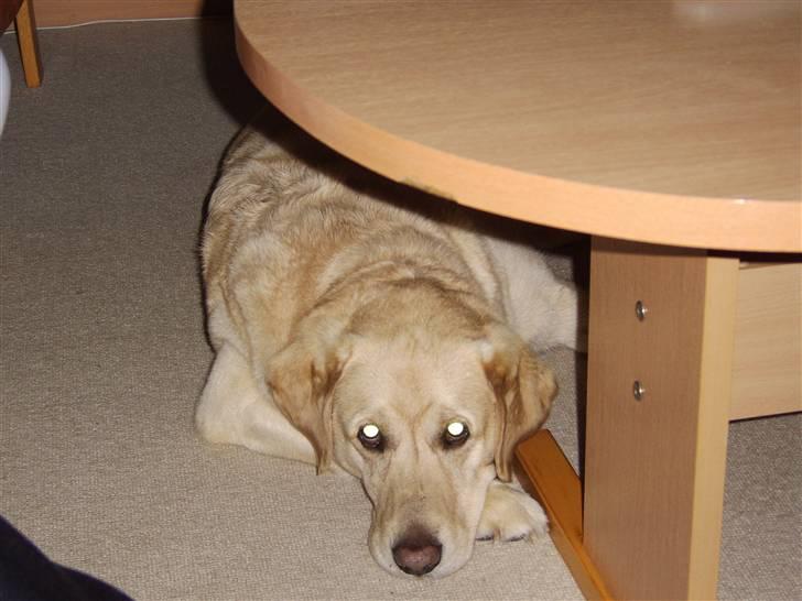 Labrador retriever Piv, aflivet 04-04-12 - 12. ja så slapper jeg lige a billede 12