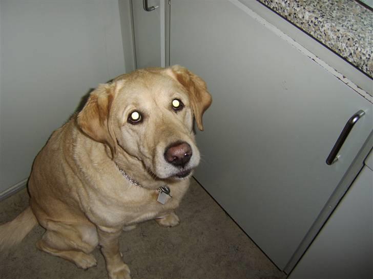 Labrador retriever Piv, aflivet 04-04-12 - 13. focus på camera billede 13