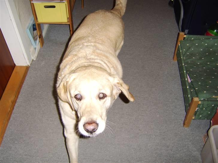 Labrador retriever Piv, aflivet 04-04-12 - 14. løber efter en godbid billede 14