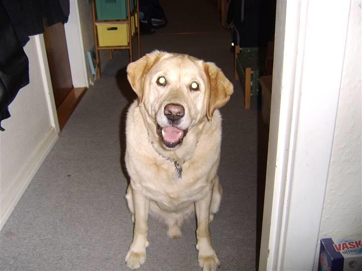 Labrador retriever Piv, aflivet 04-04-12 - 15. venter på der bliver sagt værs´go billede 15