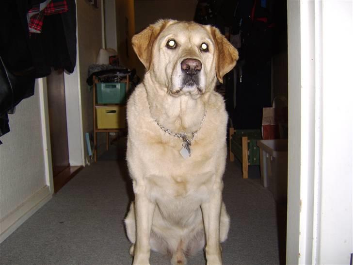Labrador retriever Piv, aflivet 04-04-12 - 16. venter på der bliver sagt værs´go billede 16