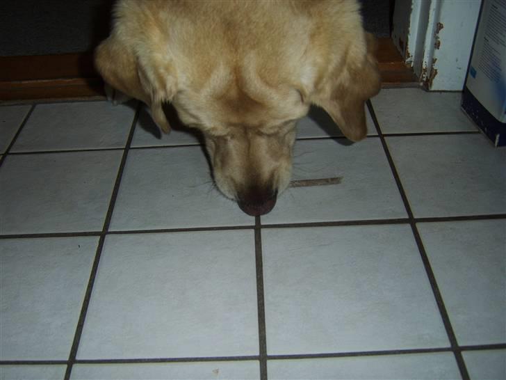 Labrador retriever Piv, aflivet 04-04-12 - 17. og så blev der sagt værs´go billede 17