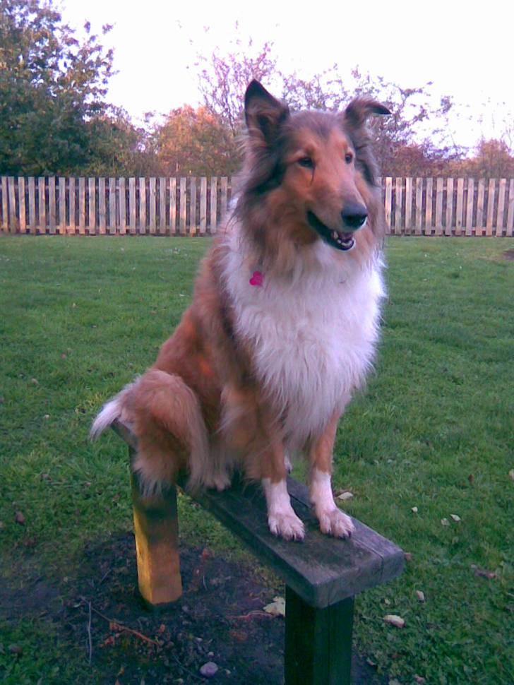 Collie langhåret Scarlett ( død 2010) - Er jeg ikke dygtig ??? billede 8