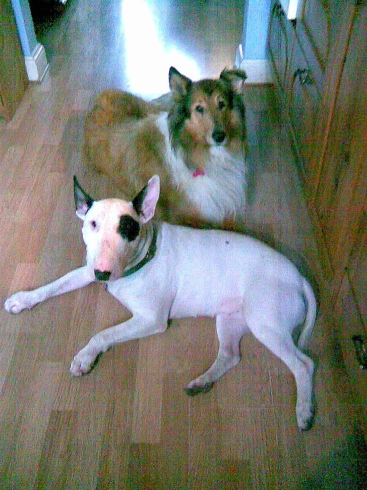 Collie langhåret Scarlett ( død 2010) - Vi ligger lige og tar en slapper Kiyo og Scarlett.. billede 9