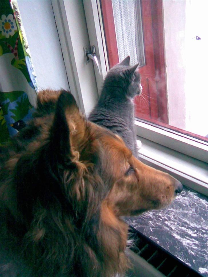 Collie langhåret Scarlett ( død 2010) - Hov hvad sker der udenfor. Turbo og Scarlett.. billede 10