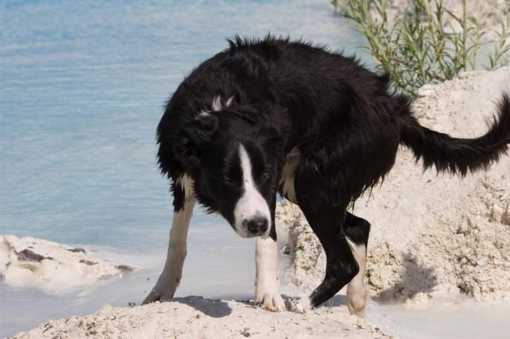 Border collie Asasara Fantastiske Bravo billede 9