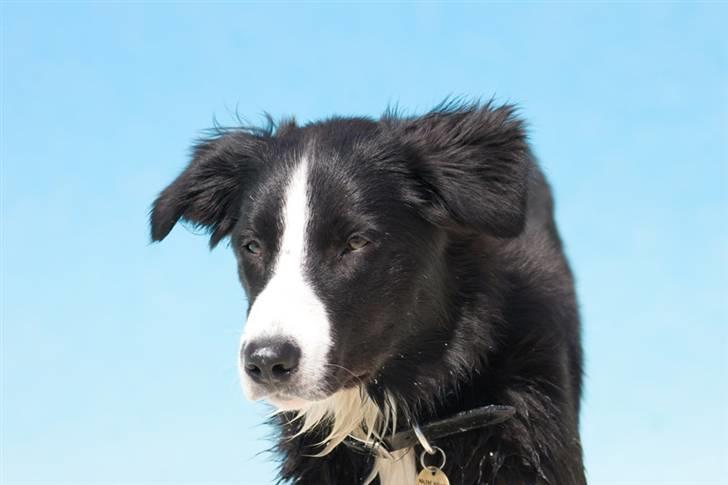 Border collie Asasara Fantastiske Bravo billede 10