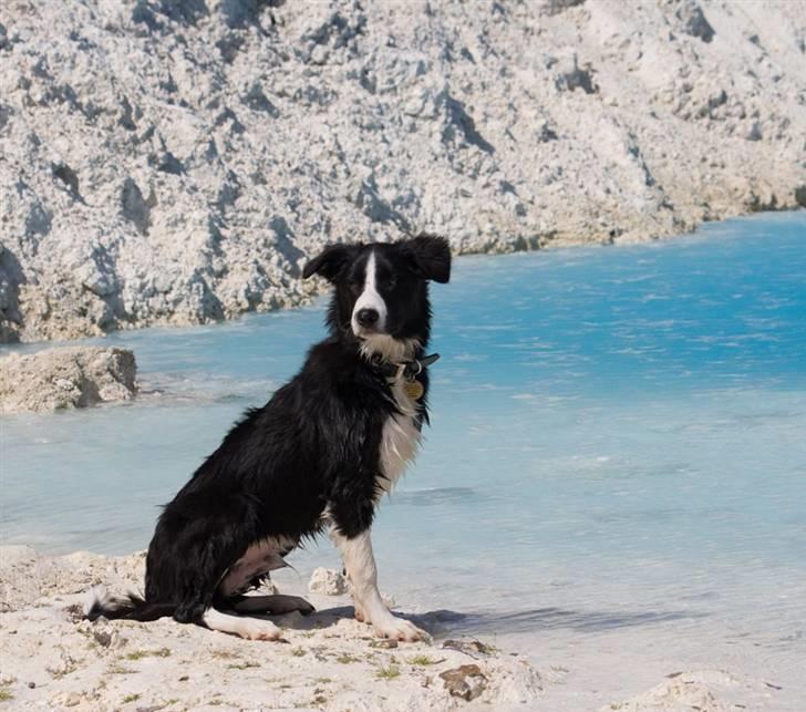 Border collie Asasara Fantastiske Bravo billede 11