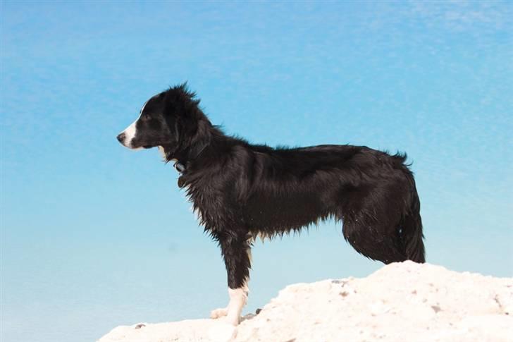 Border collie Asasara Fantastiske Bravo billede 12