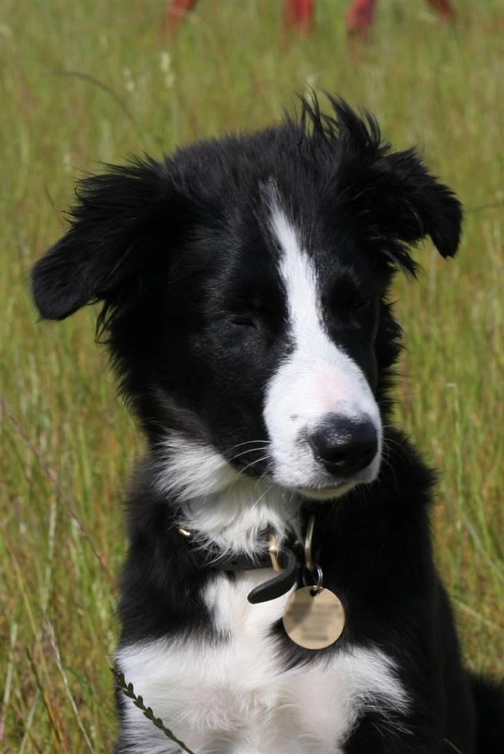 Border collie Asasara Fantastiske Bravo billede 13