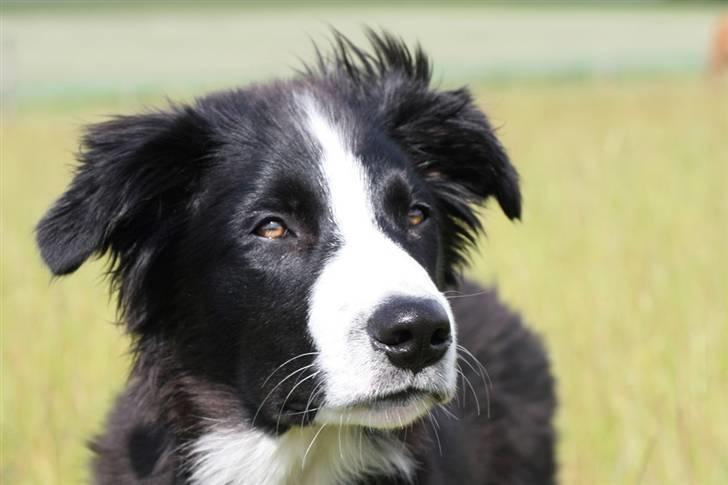 Border collie Asasara Fantastiske Bravo billede 14