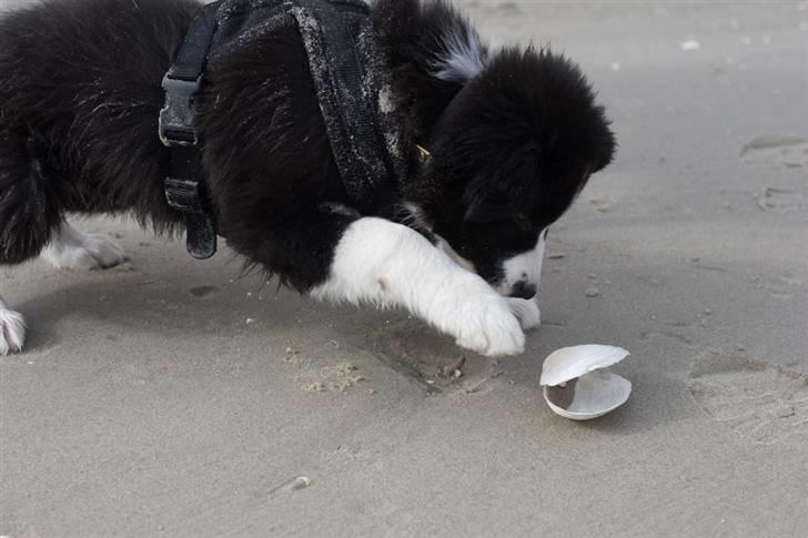 Border collie Asasara Fantastiske Bravo billede 15