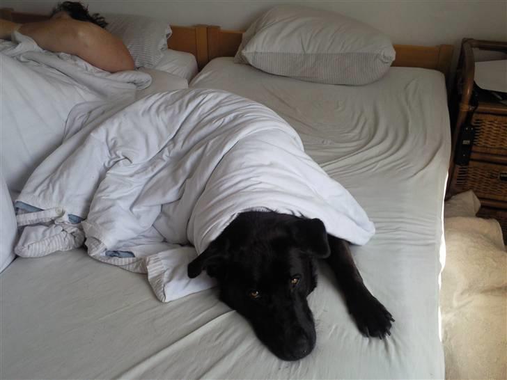 Blanding af racer Bamse billede 8