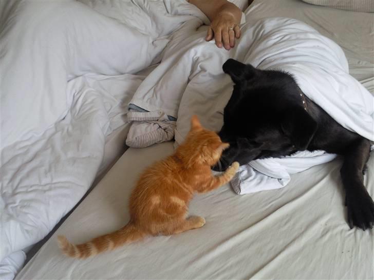 Blanding af racer Bamse - Skal vi lege Garfield? billede 9