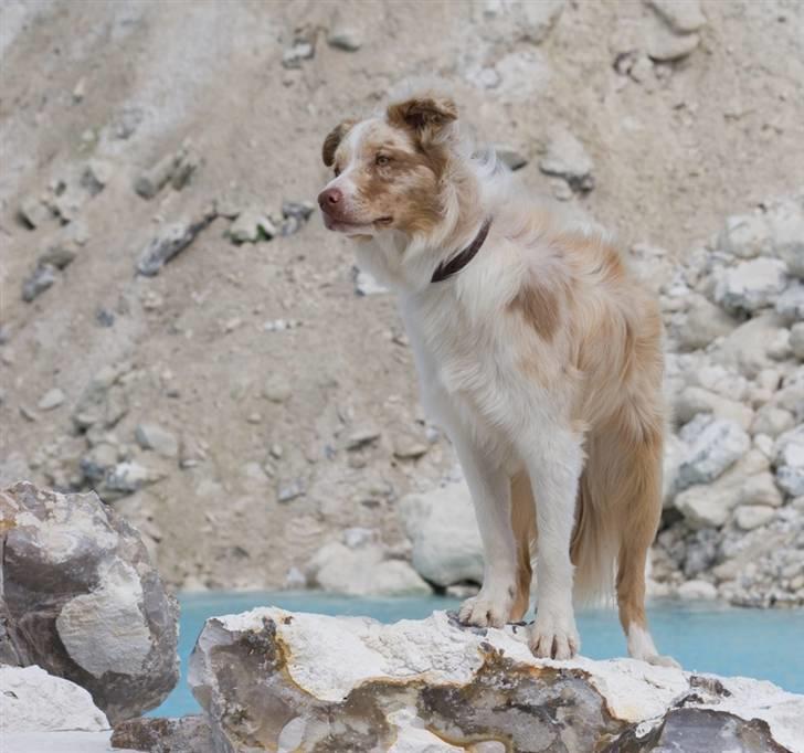 Border collie Gjerulff BS After Eight billede 18
