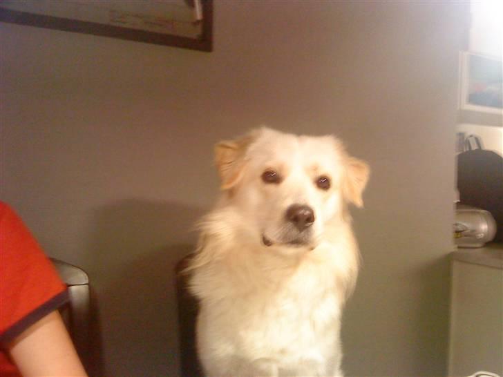 Blanding af racer Tarzan - Tarzan oppe på stolen, må han rigtig ikke så han skyndede sig at hoppe ned igen, så kær. billede 7