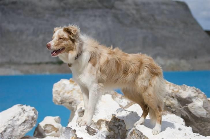 Border collie Gjerulff BS After Eight billede 19