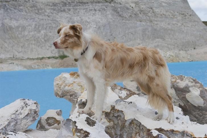 Border collie Gjerulff BS After Eight billede 20