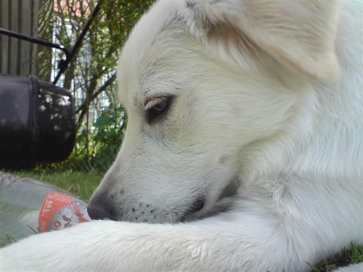 Blanding af racer Tarzan - Tarzan ligger sammen med mig, på et tæppe ude i haven. billede 8