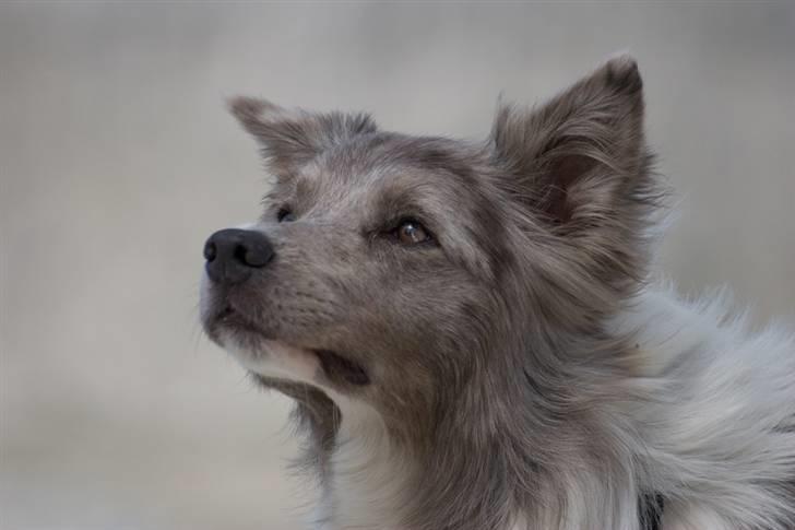 Border collie Zacho billede 18