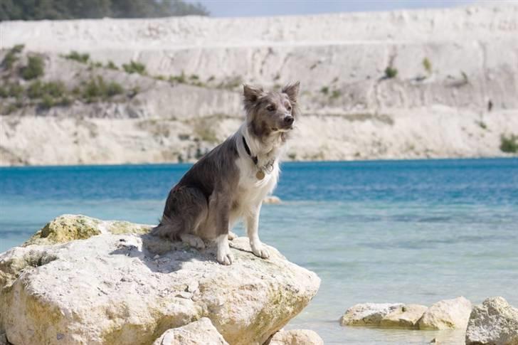 Border collie Zacho billede 19