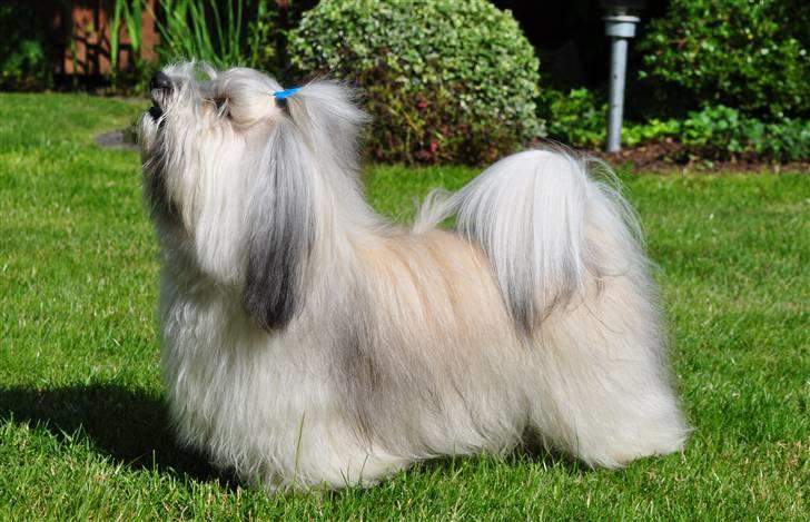 Bichon havanais Happy Friends Yakety Yak  billede 1