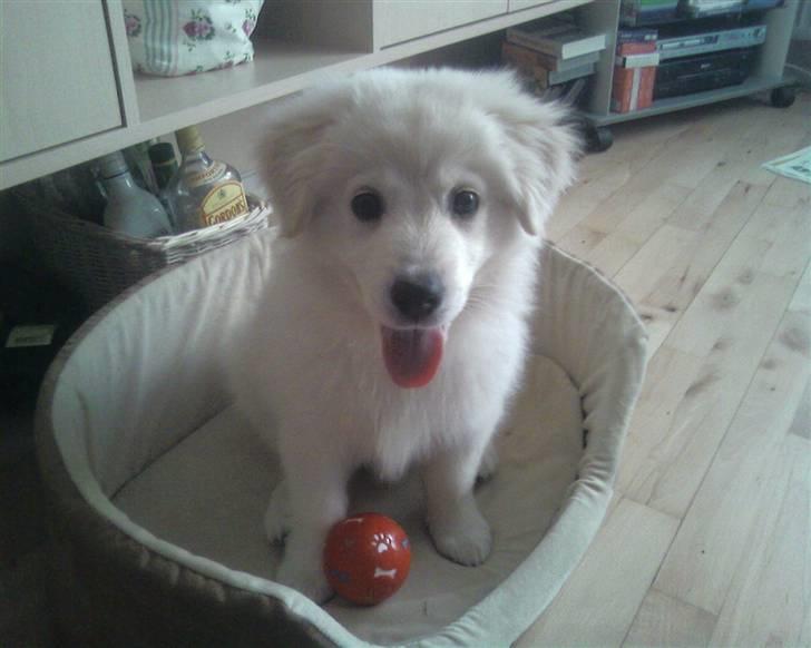 Blanding af racer Tarzan - Tarzan da han ikke var så gammel, den lille laban. billede 9