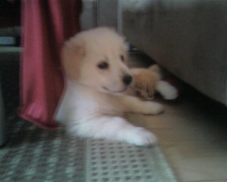 Blanding af racer Tarzan - Tarzan, da han ikke var så gammel, var lige kommet ud af sit første bad. billede 10