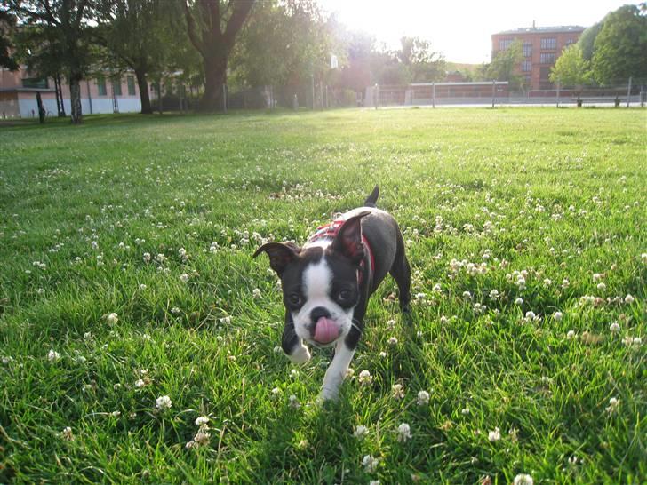 Boston terrier Karla - Dejlig aften i parken billede 12