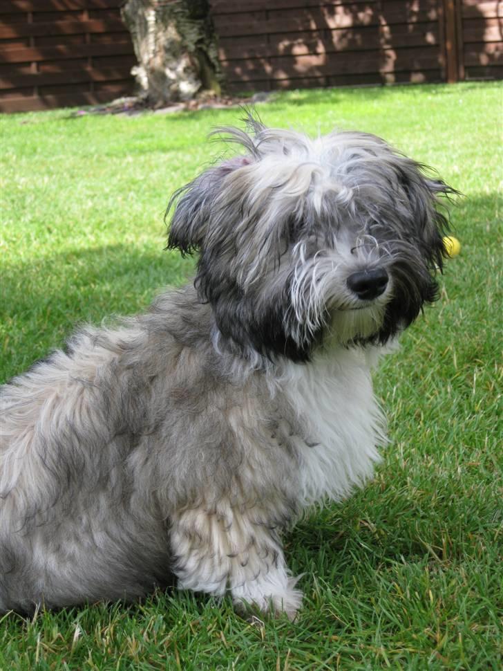 Bichon havanais Happy Friends Yakety Yak  billede 2