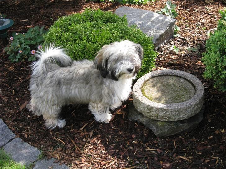 Bichon havanais Happy Friends Yakety Yak  billede 4