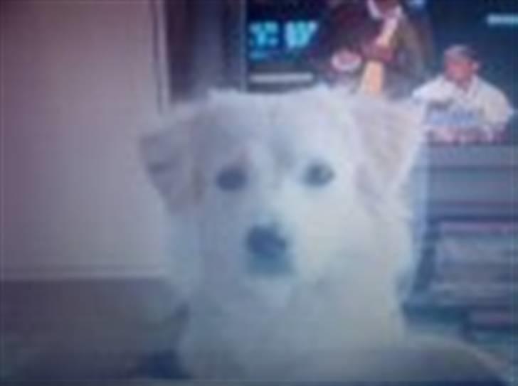 Blanding af racer Tarzan - Tarzan skal her tisse, fordi han sætter sig foran mig og stirre på mig, og gør/piver. billede 11