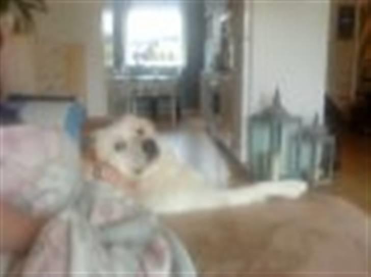 Blanding af racer Tarzan - Her har Tarzan rigtig sat sig til rette, gør han tit. billede 12