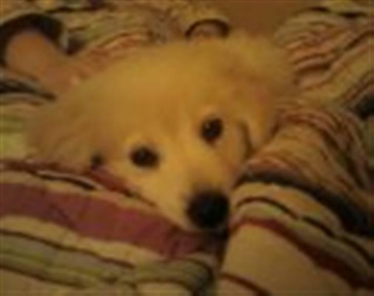 Blanding af racer Tarzan - Tarzan da han ikke var så gammel. billede 13