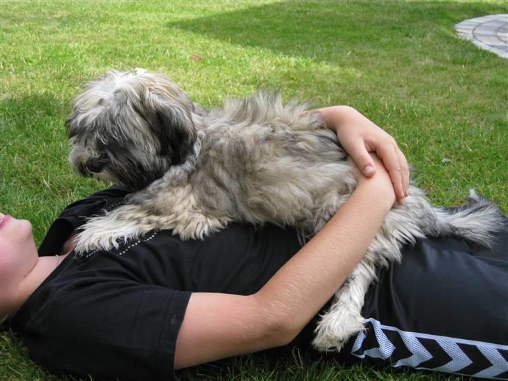 Bichon havanais Happy Friends Yakety Yak  billede 6