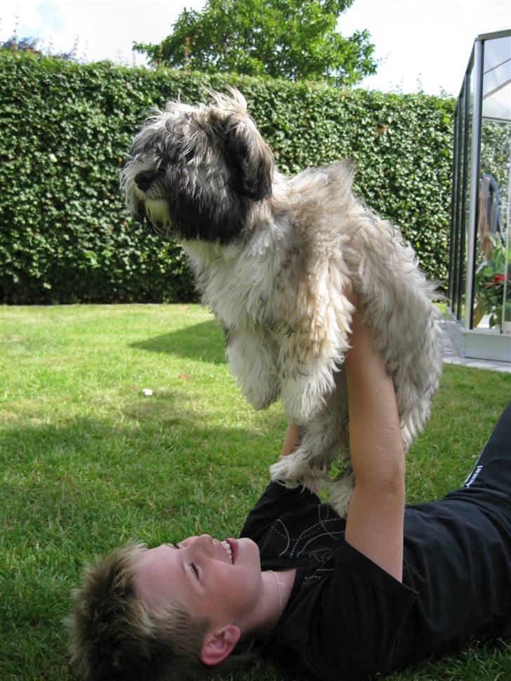 Bichon havanais Happy Friends Yakety Yak  billede 7