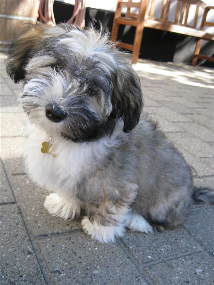 Bichon havanais Happy Friends Yakety Yak  billede 8