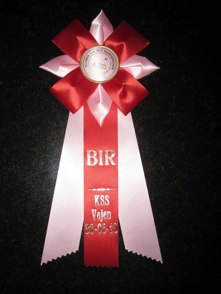 Bichon havanais Happy Friends Yakety Yak  billede 9