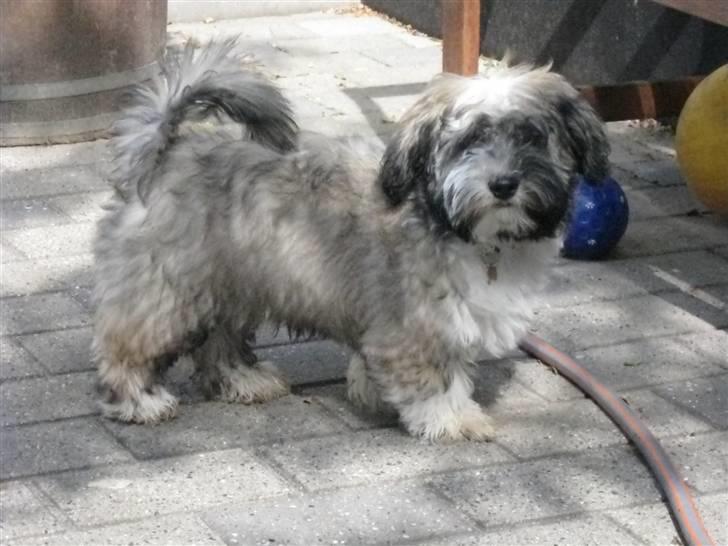 Bichon havanais Happy Friends Yakety Yak  billede 10