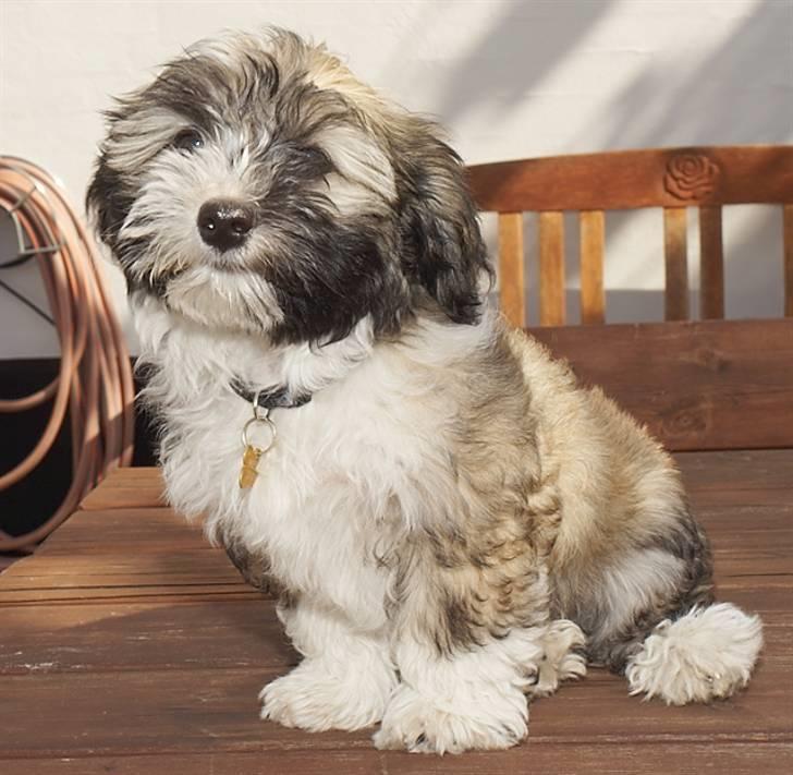 Bichon havanais Happy Friends Yakety Yak  billede 11