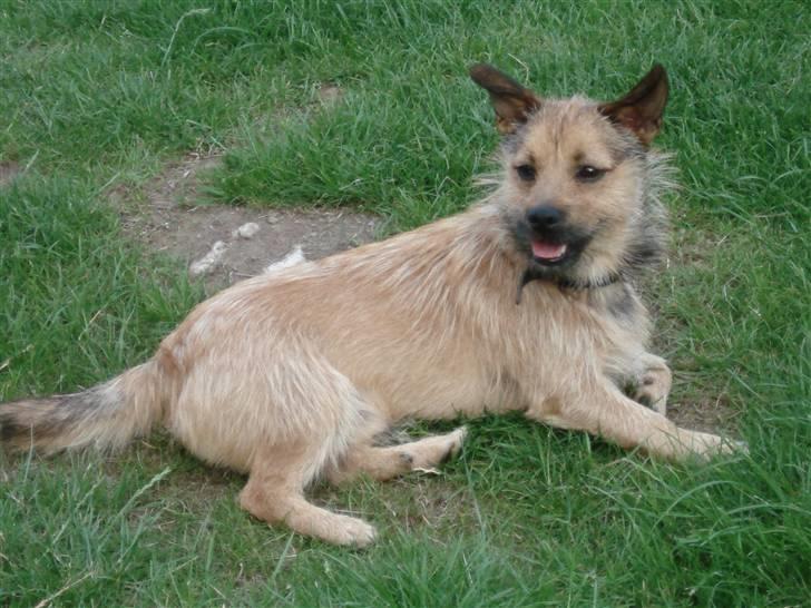 Blanding af racer Thjecco - Ca. 1 år gammel billede 1