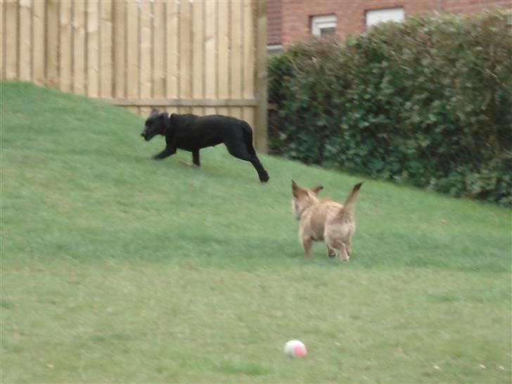 Blanding af racer Thjecco - Thjecco og Ayla i leg - Ayla var meget sky både over for mennesker og hunde billede 2