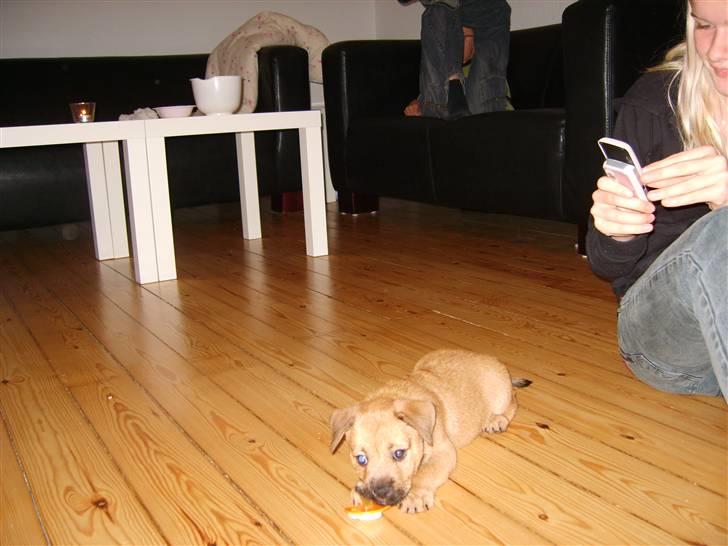 Blanding af racer Thjecco - Thjecco 8 uger - dagen efter vi havde fået ham hjem billede 3