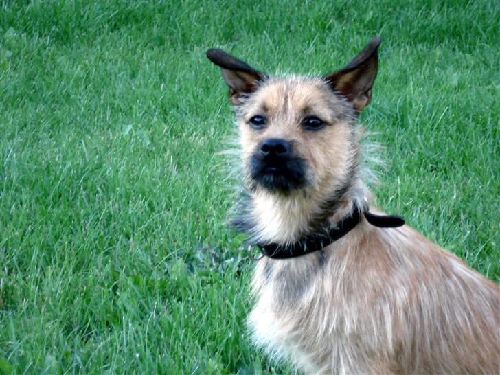 Blanding af racer Thjecco - Meget opmærksom  billede 5