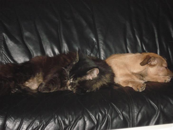 Blanding af racer Thjecco - En lur sammen med min Frederik billede 6