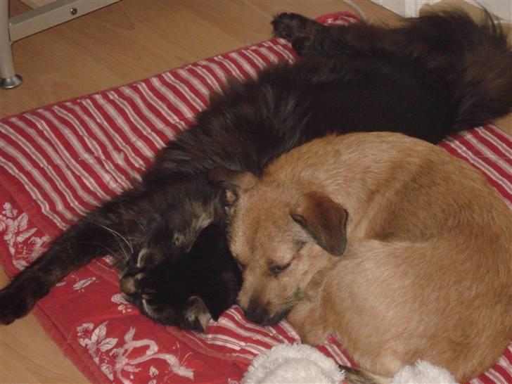 Blanding af racer Thjecco - Dejligt at sove sammen med sin bedste dyreven billede 7