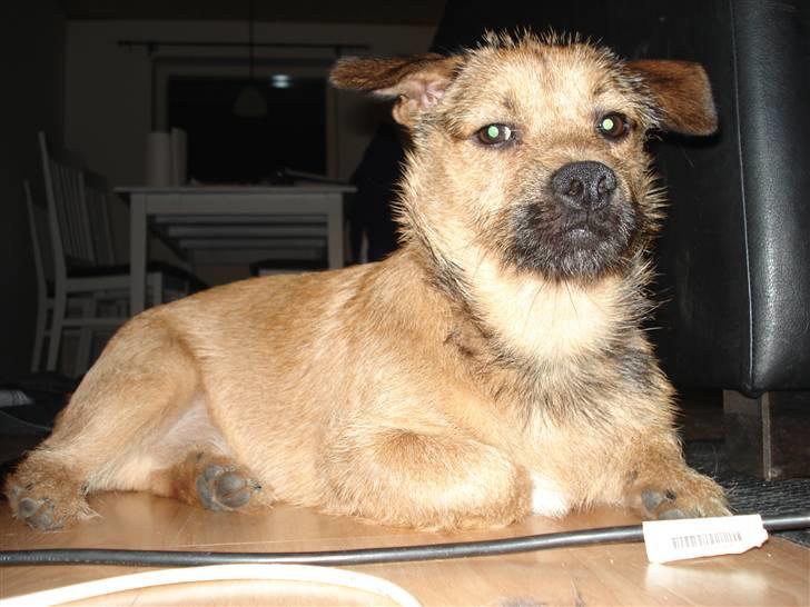 Blanding af racer Thjecco - Han er dejlige vores Bassemand - ik? billede 8