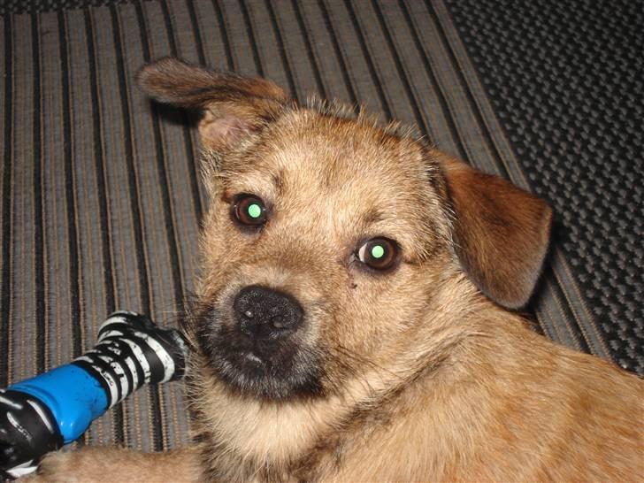 Blanding af racer Thjecco billede 9