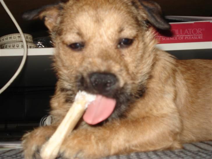 Blanding af racer Thjecco - Elsker mine gnaveben  billede 10